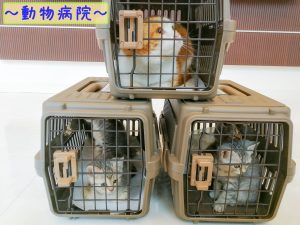 動物病院で待つ猫たち