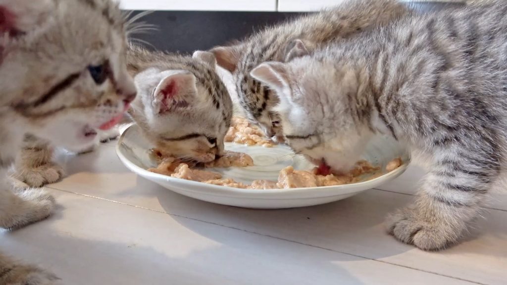 子猫ご飯